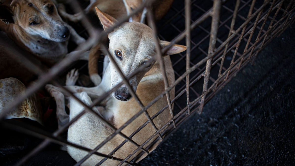 Hunde werden von einem Rettungsteam aus einem Schlachthaus in Indonesien gerettet. - Foto: Muhammad Taufan/dpa