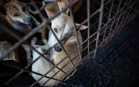 Hunde werden von einem Rettungsteam aus einem Schlachthaus in Indonesien gerettet. - Foto: Muhammad Taufan/dpa