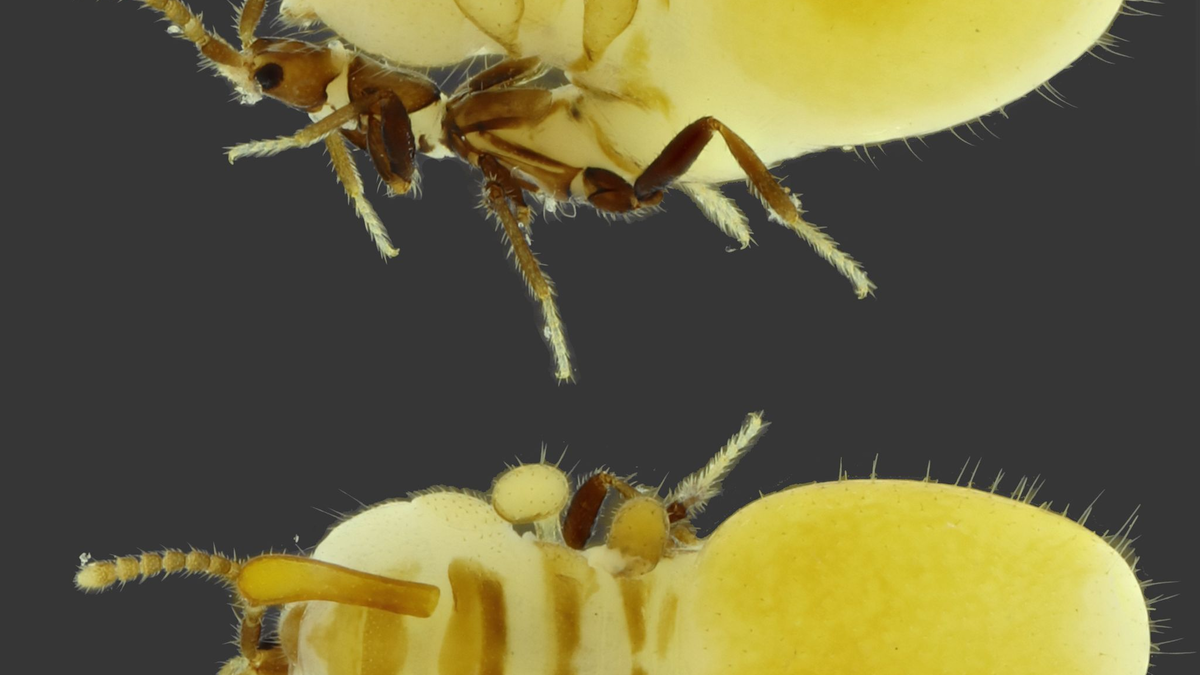 Die bisher unbekannte Art aus der Familie der Kurzflügelkäfer wurde auf den Namen Austrospirachtha carrijoi getauft. - Foto: Bruno Zilberman/-/dpa