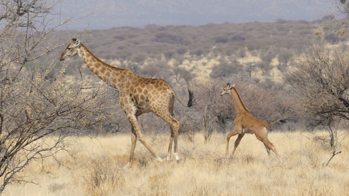 In Namibia ist dises Giraffenbaby (r) ohne Flecken in freier Wildbahn gesichtet worden. - Foto: -/Eckart Demasius & Giraffe Conservation Foundation (GCF)/dpa