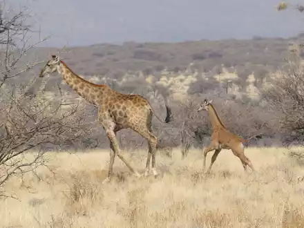 In Namibia ist dises Giraffenbaby (r) ohne Flecken in freier Wildbahn gesichtet worden. - Foto: -/Eckart Demasius & Giraffe Conservation Foundation (GCF)/dpa