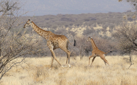In Namibia ist dises Giraffenbaby (r) ohne Flecken in freier Wildbahn gesichtet worden. - Foto: -/Eckart Demasius & Giraffe Conservation Foundation (GCF)/dpa