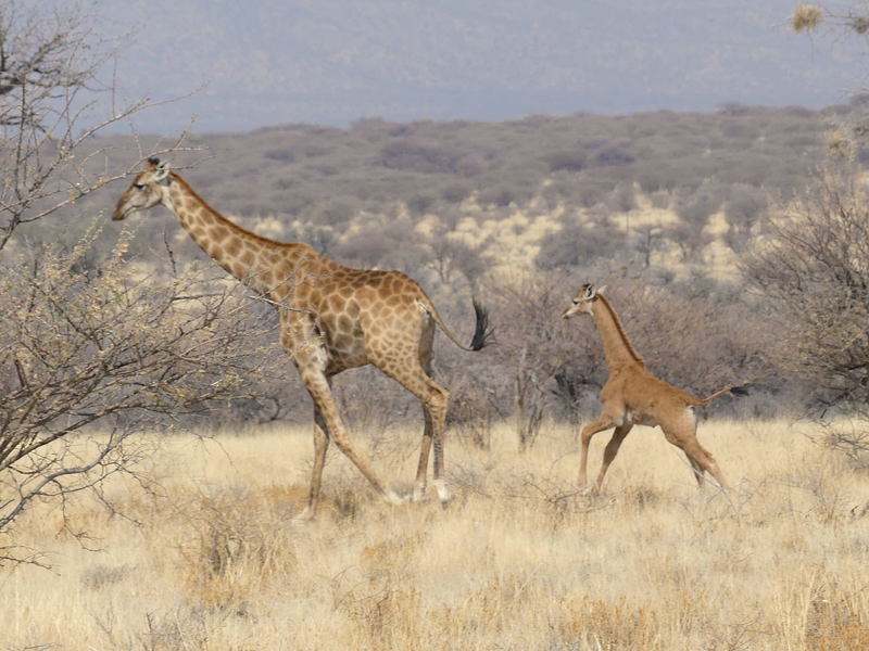 In Namibia ist dises Giraffenbaby (r) ohne Flecken in freier Wildbahn gesichtet worden. - Foto: -/Eckart Demasius & Giraffe Conservation Foundation (GCF)/dpa
