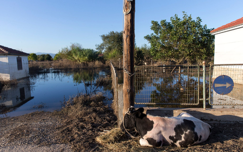 Eine Kuh liegt neben einem überfluteten Grundstück in Thessalien. - Foto: Marios Lolos/XinHua/dpa