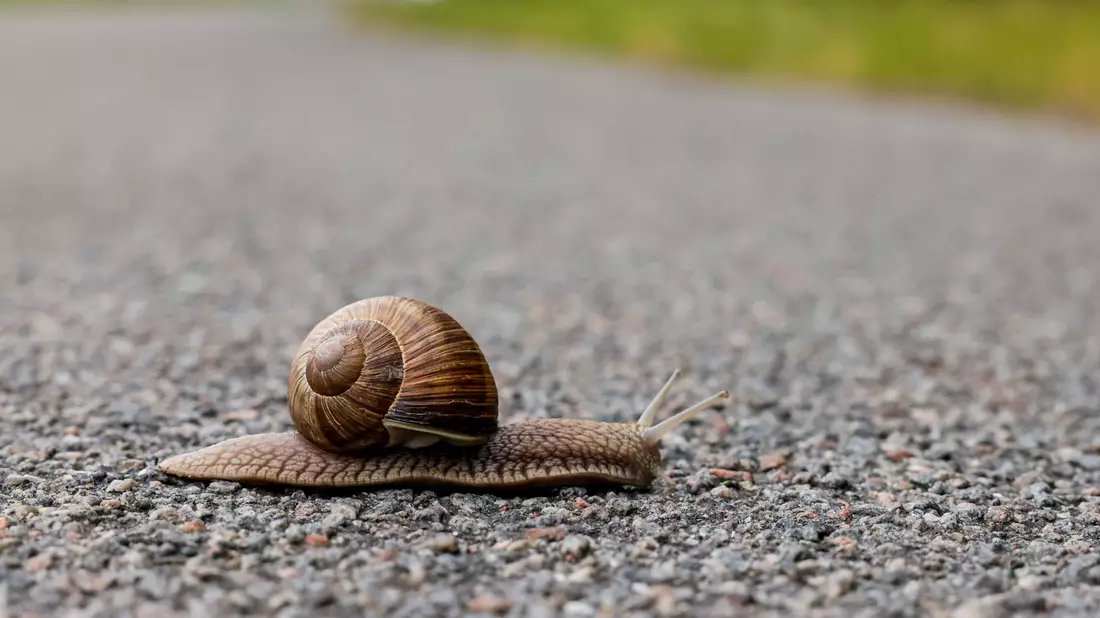 Eine Schnecke überquert einen Fahrradweg. - Bild: Frank Molter/dpa