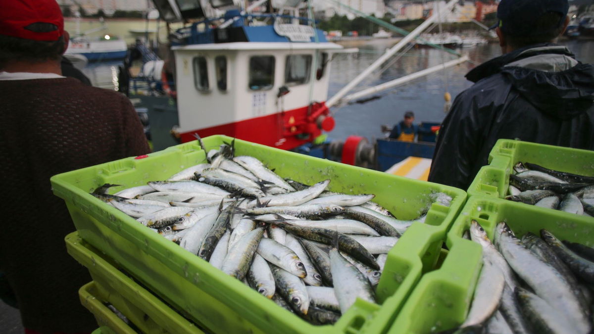 Kisten mit Sardinen. - Foto: Carlos Castro/EUROPA PRESS/dpa