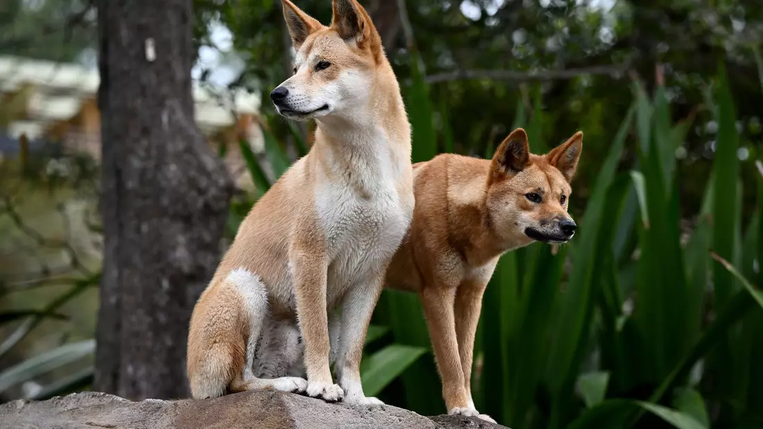 Ein Dingo-Pärchen im Taronga Zoo in Sydney. - Bild: Dan Himbrechts/AAP/dpa