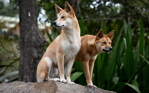Ein Dingo-Pärchen im Taronga Zoo in Sydney. - Foto: Dan Himbrechts/AAP/dpa
