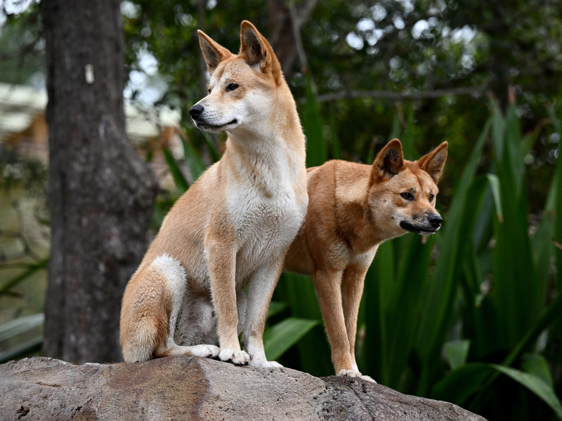 Ein Dingo-Pärchen im Taronga Zoo in Sydney. - Foto: Dan Himbrechts/AAP/dpa