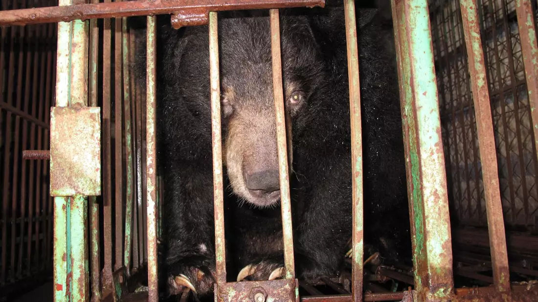 Gefangen: Ein asiatischer Schwarzbär in einem engen Metallkäfig auf einer Bärengallefarm. - Bild: Animals Asia/dpa
