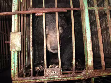 Gefangen: Ein asiatischer Schwarzbär in einem engen Metallkäfig auf einer Bärengallefarm. - Foto: Animals Asia/dpa