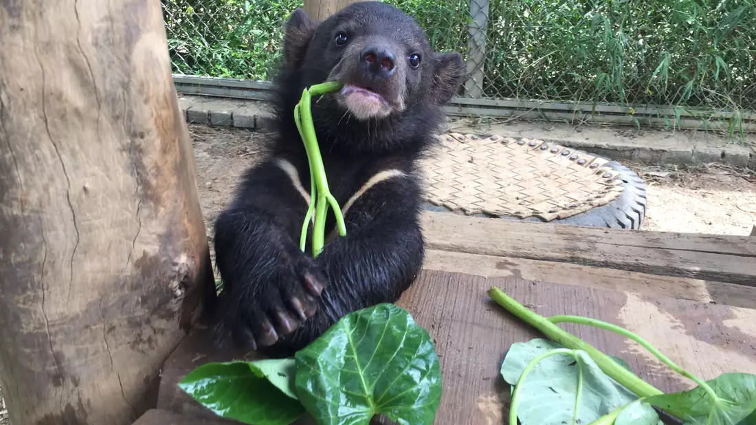 Ein als Jungtier geretteter asiatischer Schwarzbär im Bärenschutzgebiet von «Vier Pfoten». - Bild: Vier Pfoten Vietnam/dpa