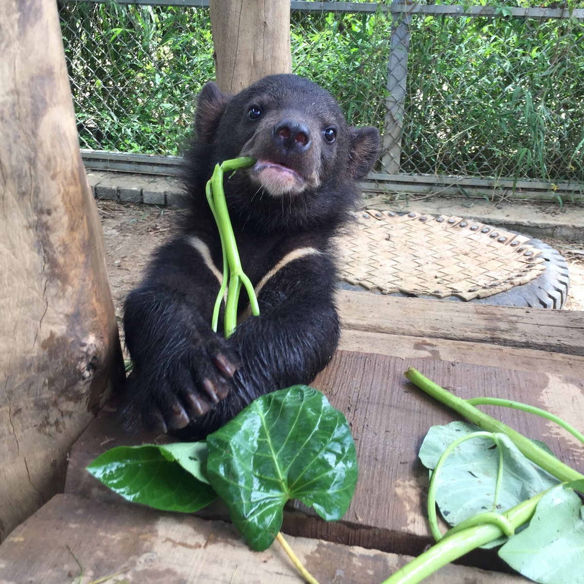 Ein als Jungtier geretteter asiatischer Schwarzbär im Bärenschutzgebiet von «Vier Pfoten». - Foto: Vier Pfoten Vietnam/dpa