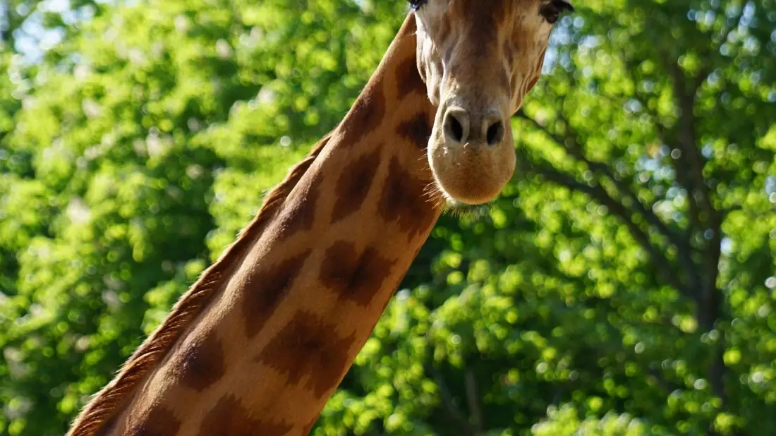 Der Giraffenbulle Diko lebt seit Jahren schon im Dresdner Zoo. - Bild: -/Zoo Dresden/dpa