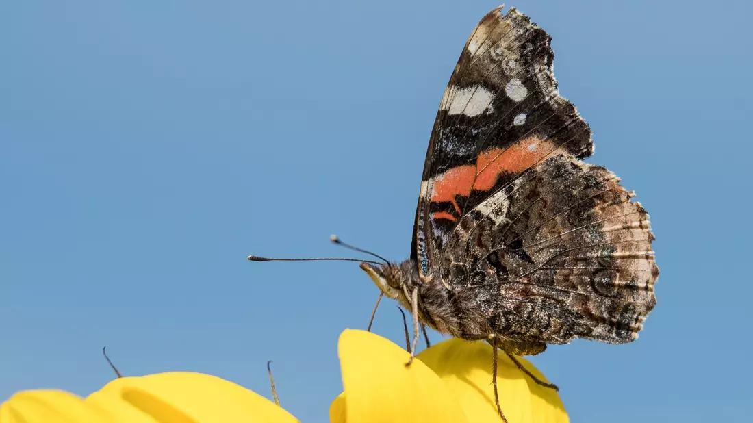 Ein Schmetterling der Gattung «Admiral». - Bild: Silas Stein/dpa