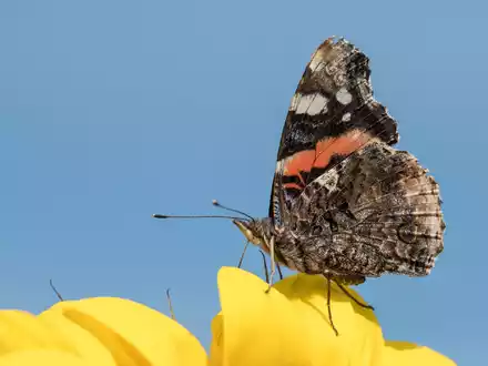 Ein Schmetterling der Gattung «Admiral». - Foto: Silas Stein/dpa