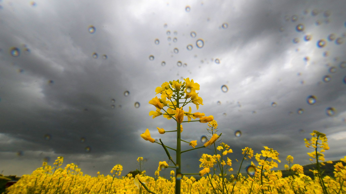 Blick auf ein Rapsfeld während es regnet. - Foto: Thomas Warnack/dpa/Symbolbild