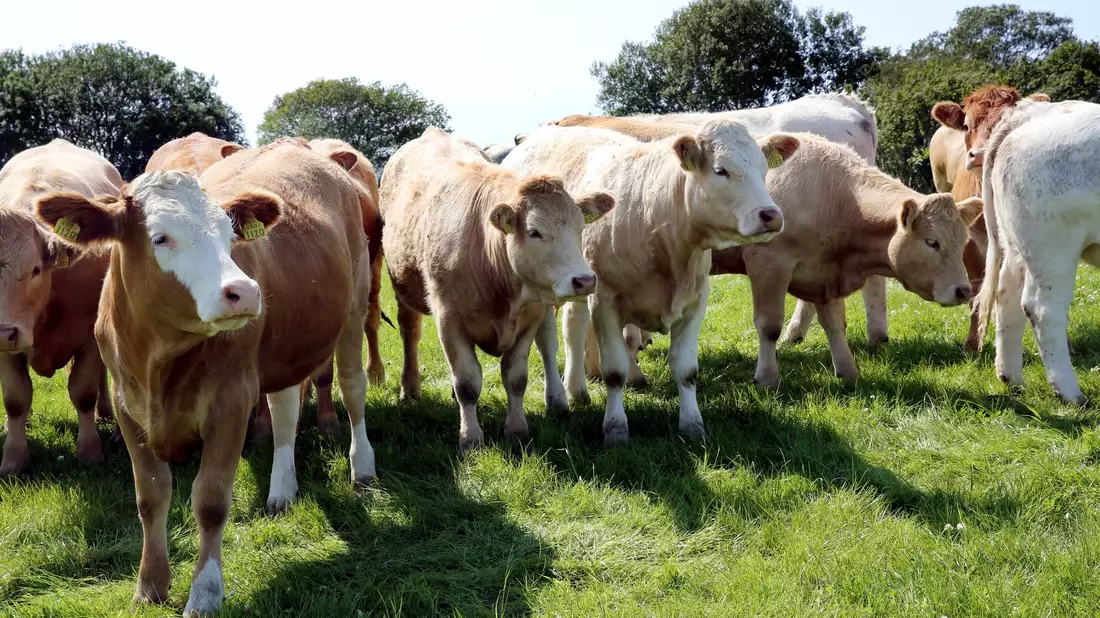Rinder stehen in Ballyvaughan in der Grafschaft Clare bei Dublin auf der Weide eines Agrarbetriebs. - Bild: picture alliance / dpa