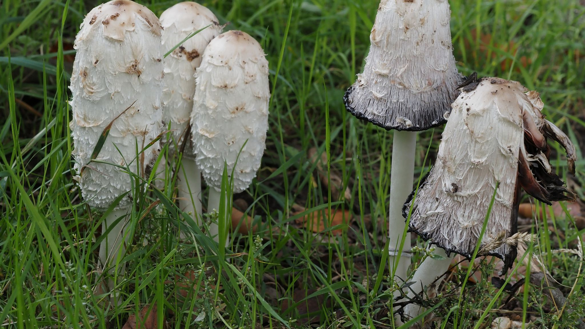 Der Schopf-Tintling ist der Pilz des Jahres. - Foto: Gerhard Schuster/Deutsche Gesellschaft für Mykologie/dpa