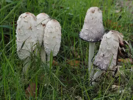 Der Schopf-Tintling ist der Pilz des Jahres. - Foto: Gerhard Schuster/Deutsche Gesellschaft für Mykologie/dpa