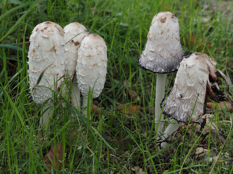 Der Schopf-Tintling ist der Pilz des Jahres. - Foto: Gerhard Schuster/Deutsche Gesellschaft für Mykologie/dpa
