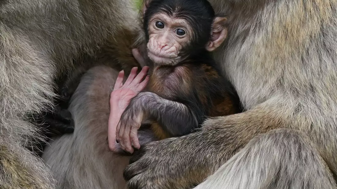 Makaken-Nachwuchs in einem britischen Zoo. Videos von Makaken, die wie Menschenkinder dargestellt werden, sorgen bei Facebook, Instagram, TikTok und YouTube für viele Likes - doch für die Tiere ist das oft eine Tortur. - Bild: Andrew Milligan/PA Wire/dpa