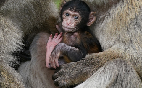 Makaken-Nachwuchs in einem britischen Zoo. Videos von Makaken, die wie Menschenkinder dargestellt werden, sorgen bei Facebook, Instagram, TikTok und YouTube für viele Likes - doch für die Tiere ist das oft eine Tortur. - Foto: Andrew Milligan/PA Wire/dpa
