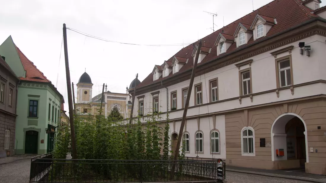Selbst mitten in Zatec wächst ein kleines Hopfenfeld (Archivbild). - Bild: picture alliance / dpa-tmn