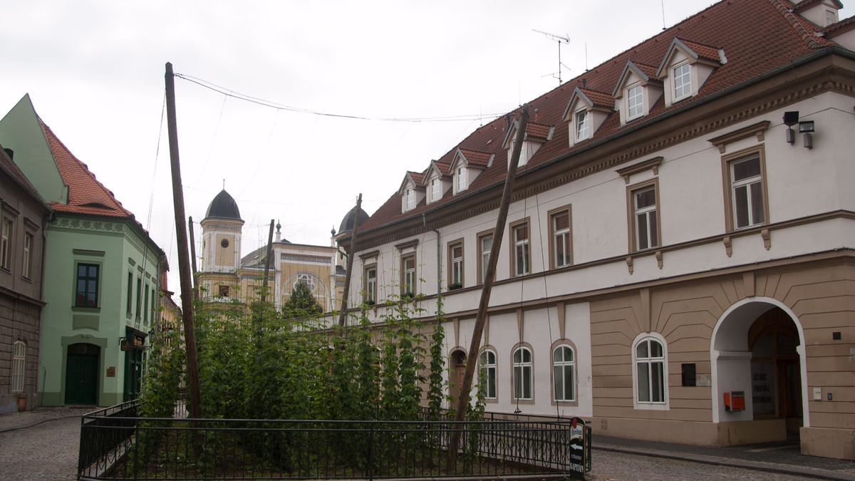 Selbst mitten in Zatec wächst ein kleines Hopfenfeld (Archivbild). - Foto: picture alliance / dpa-tmn