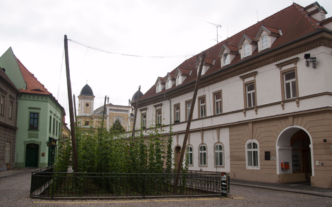 Selbst mitten in Zatec wächst ein kleines Hopfenfeld (Archivbild). - Foto: picture alliance / dpa-tmn
