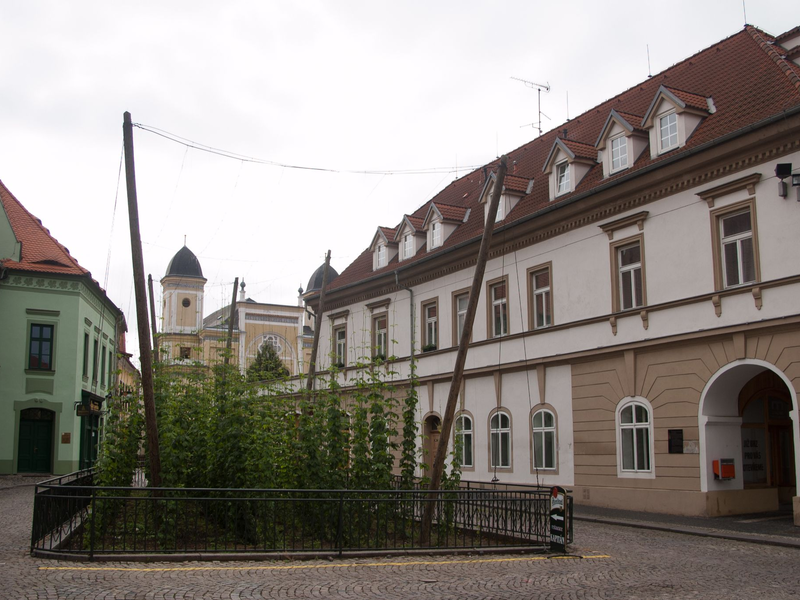 Selbst mitten in Zatec wächst ein kleines Hopfenfeld (Archivbild). - Foto: picture alliance / dpa-tmn