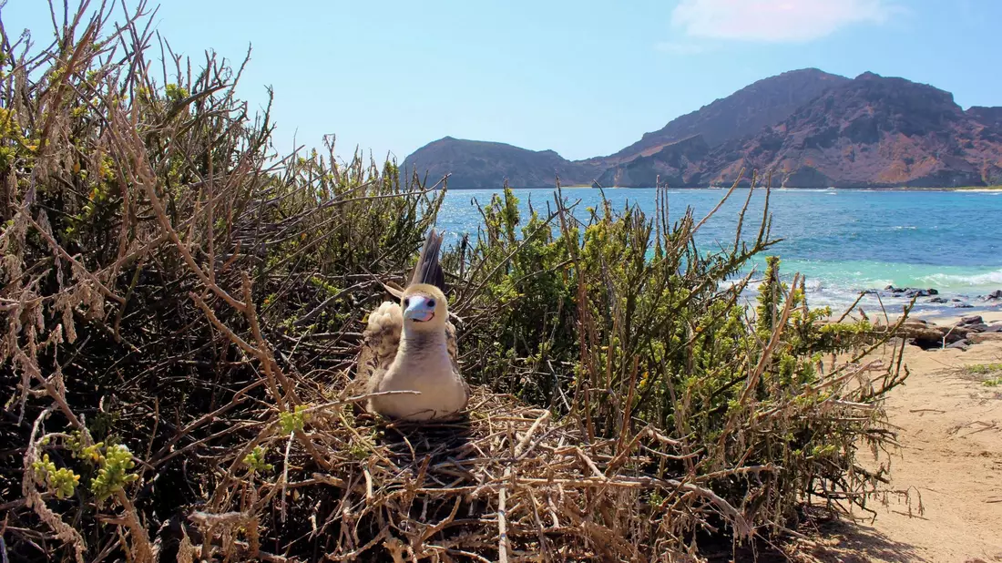 Auf den Galápagos-Inseln leben nach Behördenangaben 78 endemische Vogelarten. - Bild: ---/Galapagos-Nationalpark /dpa