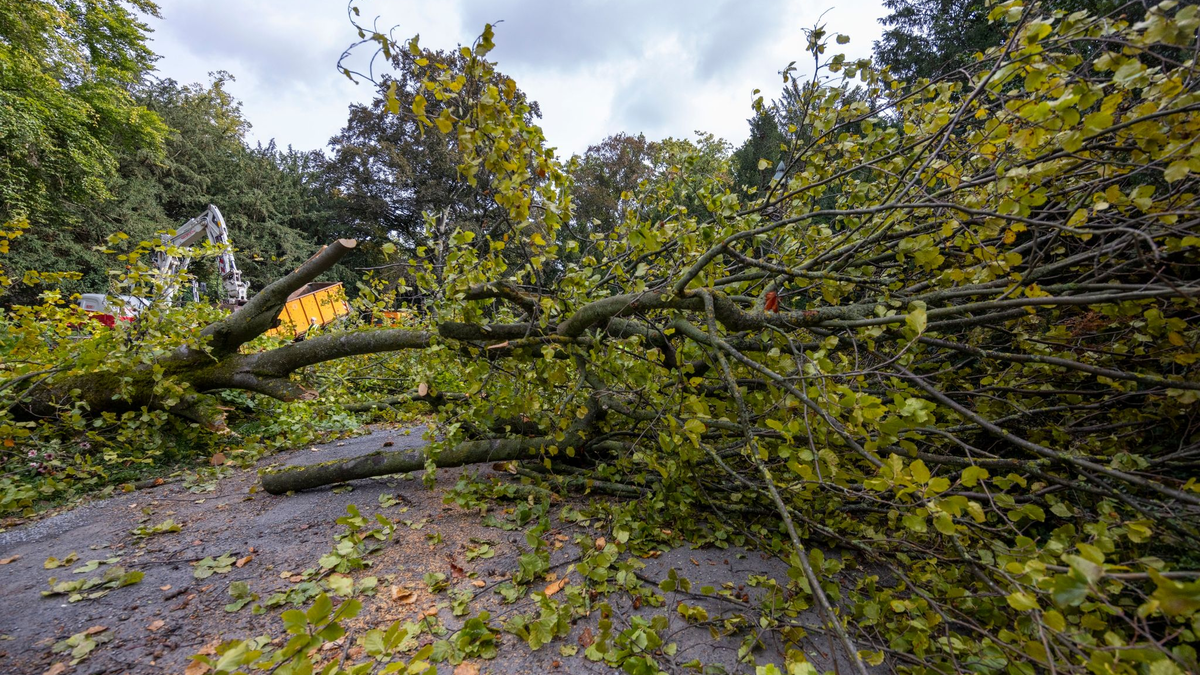Arbeiter zerlegen den Baum, der aus bisher ungeklärter Ursache umgestürzt ist. - Foto: Heiko Becker/dpa