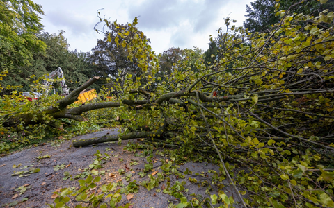 Im Würzburger Ringpark stürzte ein Baum auf eine Radfahrerin - später wird er zerkleinert. - Foto: Heiko Becker/dpa