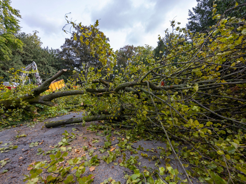 Im Würzburger Ringpark stürzte ein Baum auf eine Radfahrerin - später wird er zerkleinert. - Foto: Heiko Becker/dpa