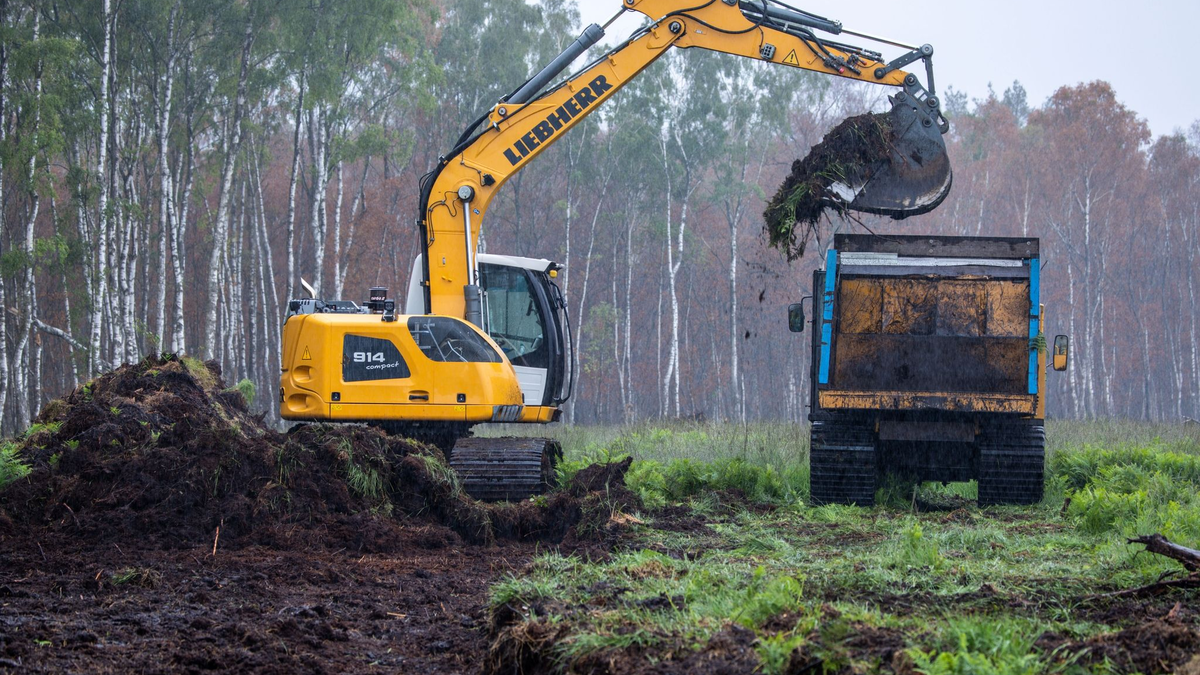 Der sehr seltene Hochmoorbläuling (Plebejus optilete) im Teufelsmoor. - Foto: Jens Büttner/dpa