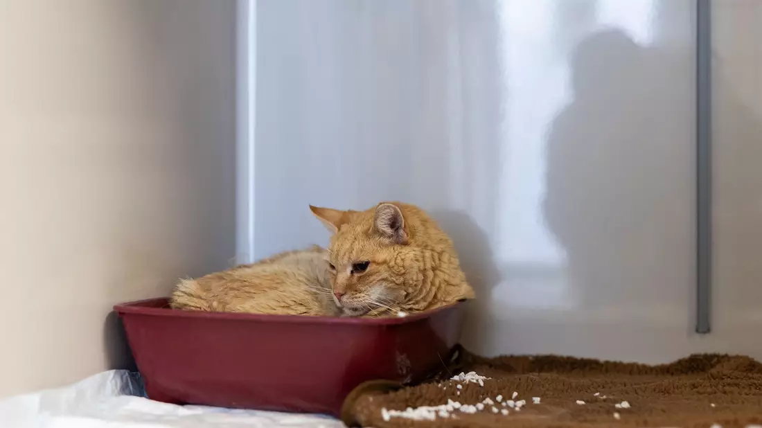 Der Kater «Sunshine» liegt in einer Plastikschale auf der Katzenquarantäne-Station im Tierheim Burgdorf. - Bild: Michael Matthey/dpa