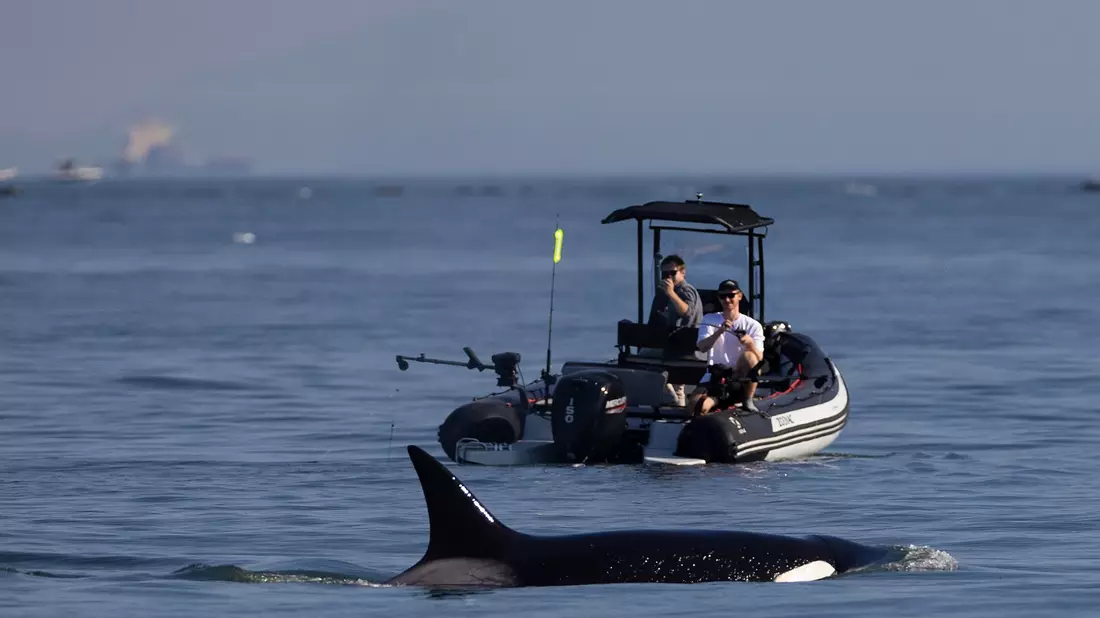 Fischer beobachten vor der Küste von Vancouver in der kanadischen Provinz British Columbia einen der dort vom Aussterben bedrohten Orcas. - Bild: Andrew Chin/ZUMA Press Wire/dpa