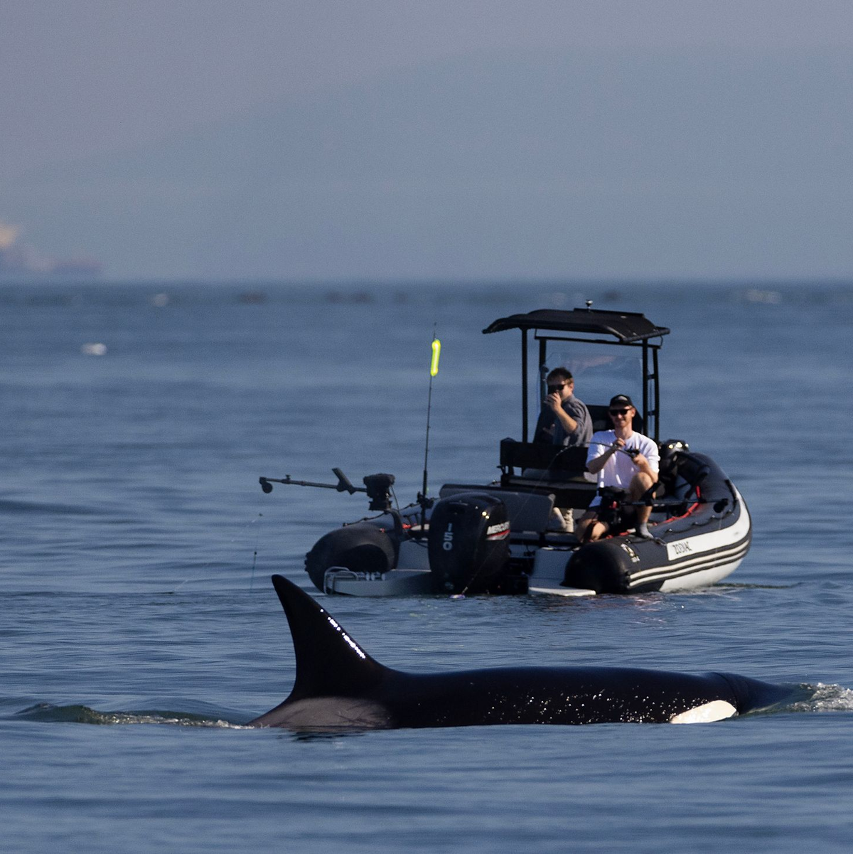 Fischer beobachten vor der Küste von Vancouver in der kanadischen Provinz British Columbia einen der dort vom Aussterben bedrohten Orcas. - Foto: Andrew Chin/ZUMA Press Wire/dpa