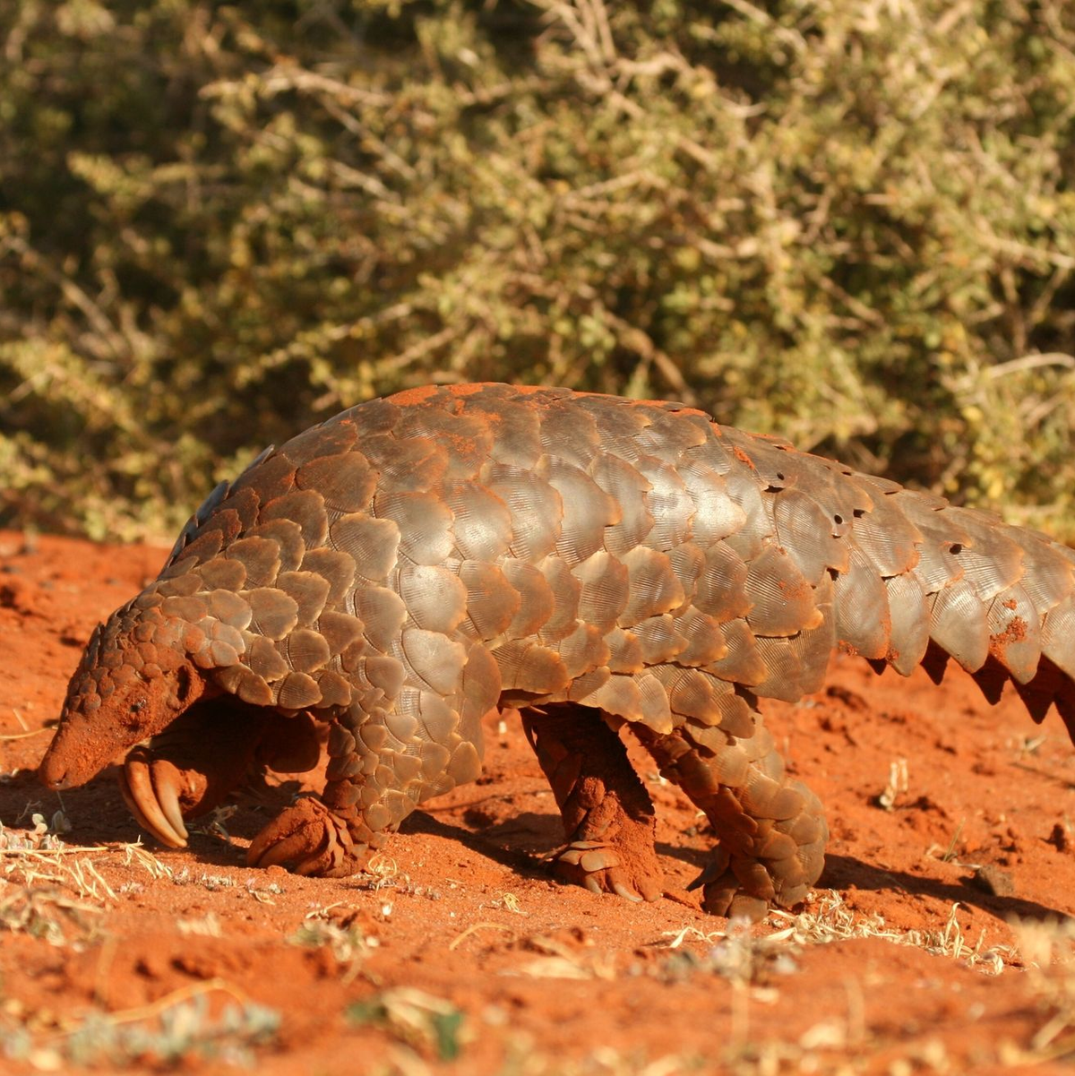 Natürliche Fressfeinde haben die Schuppentiere, die sich geschickt zusammenrollen können, wenige. - Foto: Wendy Panaino/dpa