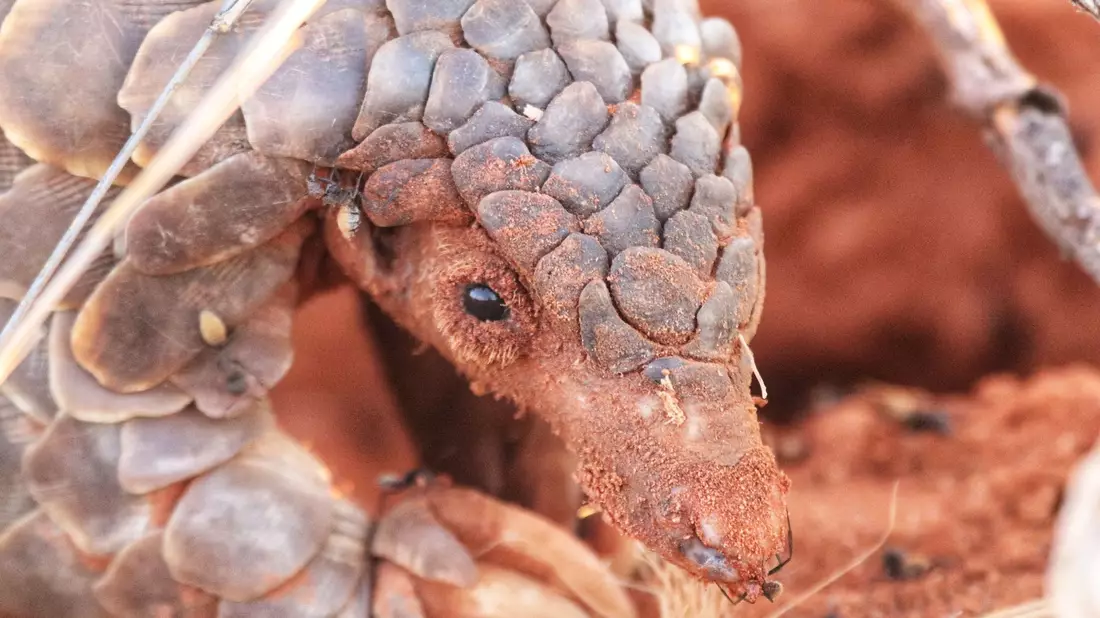 Ein Pangolin sieht aus wie ein «wandelnder Kiefernzapfen». - Bild: Wendy Panaino/dpa