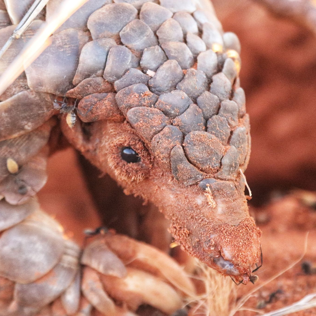 Ein Pangolin sieht aus wie ein «wandelnder Kiefernzapfen». - Foto: Wendy Panaino/dpa