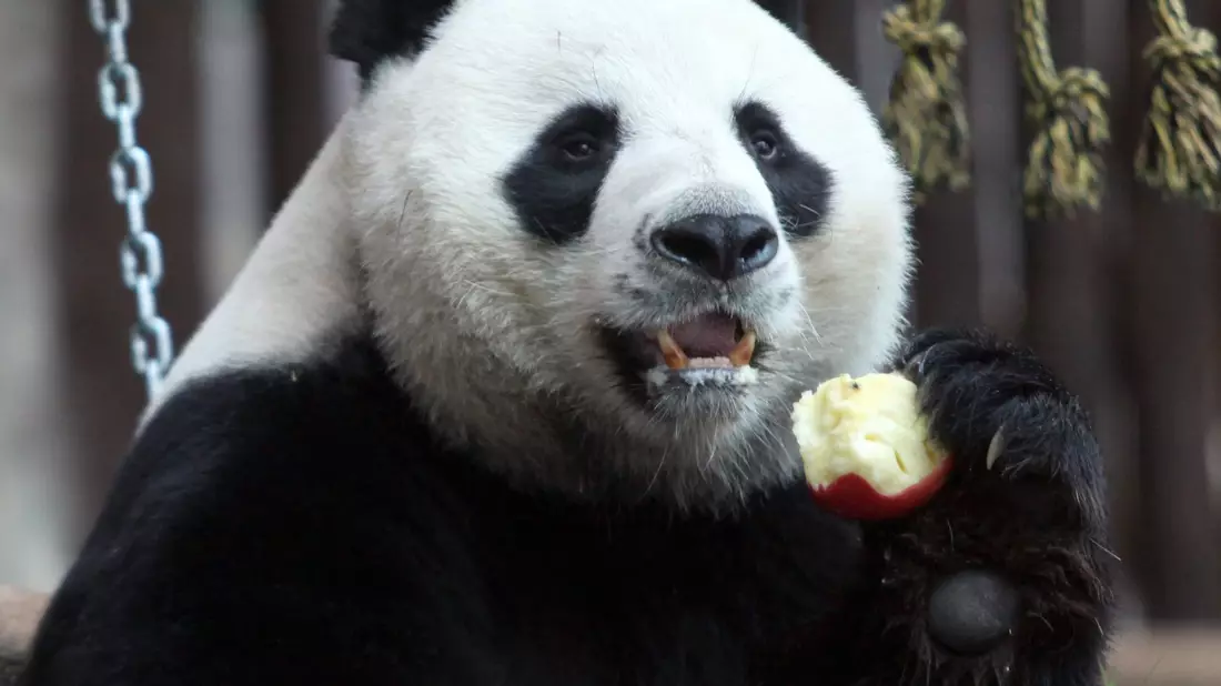 Der Panda Chuang Chuang im August 2010 im Chiang Mai Zoo. - Bild: Pongmanat Tasiri/EPA/dpa