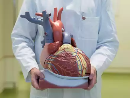 Ein Arzt zeigt ein anatomisches Modell des menschlichen Herzens. - Foto: Sebastian Kahnert/dpa