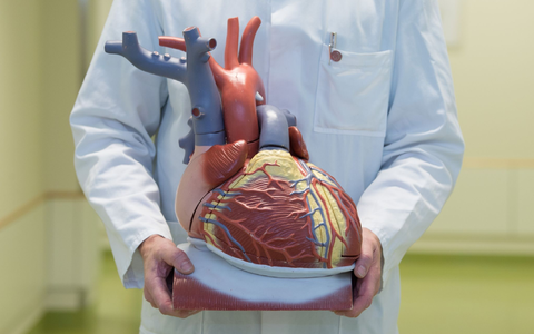 Ein Arzt zeigt ein anatomisches Modell des menschlichen Herzens. - Foto: Sebastian Kahnert/dpa