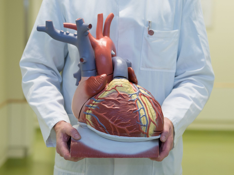 Ein Arzt zeigt ein anatomisches Modell des menschlichen Herzens. - Foto: Sebastian Kahnert/dpa
