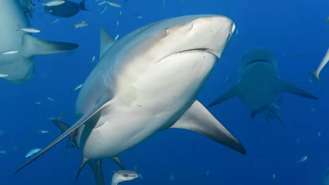 Im Hafen von Sydney hat ein Hai eine Frau attackiert - vermutlich handelte es sich bei dem Raubfisch um einen Bullenhai, der zu den gefährlichsten Haien der Welt gehört. - Bild: Duncan Heuer/Aussie Bubbles/dpa