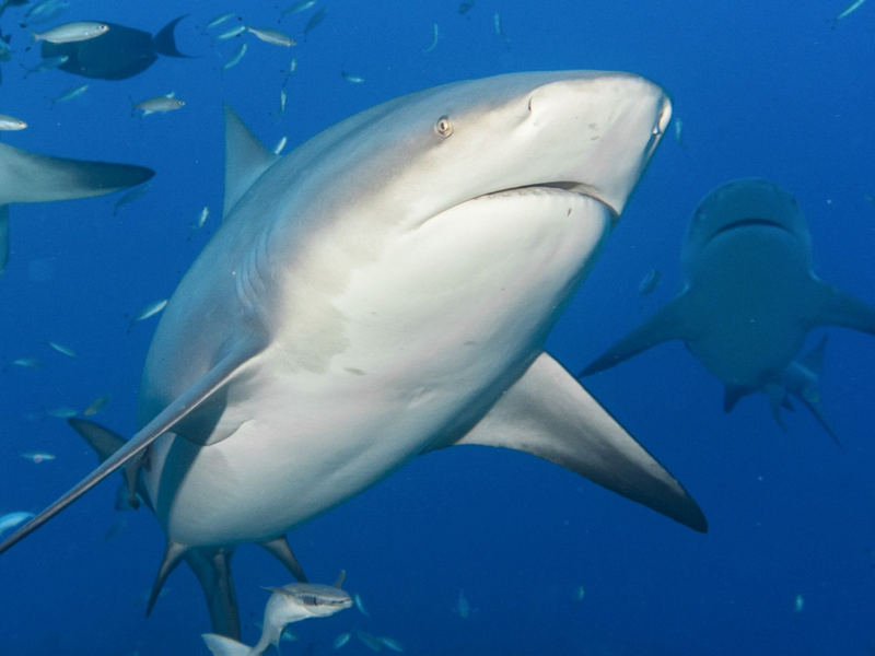Im Südsee-Archipel Neukaledonien hat die Justiz ein viel kritisiertes Programm zum gezielten Abschlachten von Haien verboten. - Foto: Duncan Heuer/Aussie Bubbles/dpa