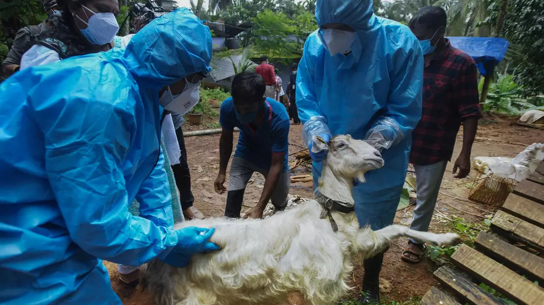 Medizinisches Personal in Kozhikode im Süden Indiens entnimmt einer Ziege Blutproben, um sie auf das Nipah-Virus zu testen. - Bild: Shijith. K/AP/dpa