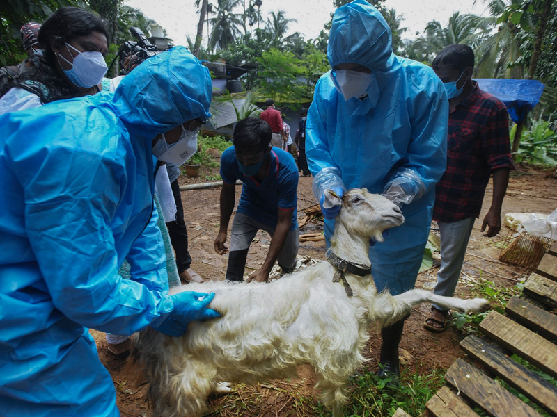 Medizinisches Personal in Kozhikode im Süden Indiens entnimmt einer Ziege Blutproben, um sie auf das Nipah-Virus zu testen. - Foto: Shijith. K/AP/dpa
